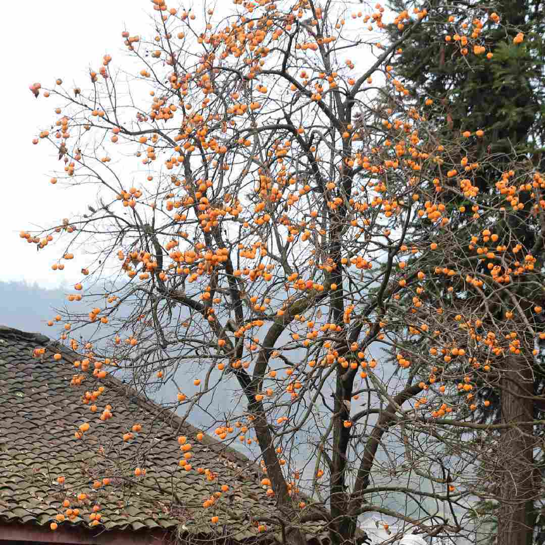 乡情小雨