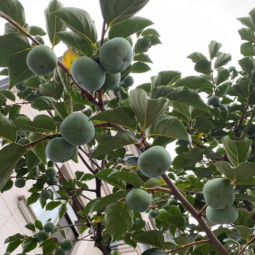 申掩鑫