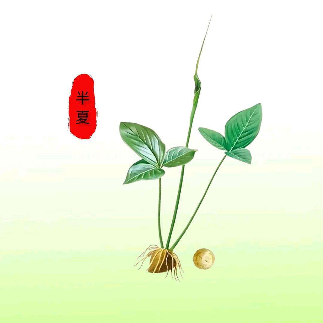 识百草2028
