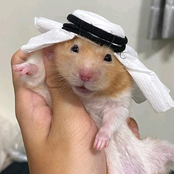 梦中情鼠