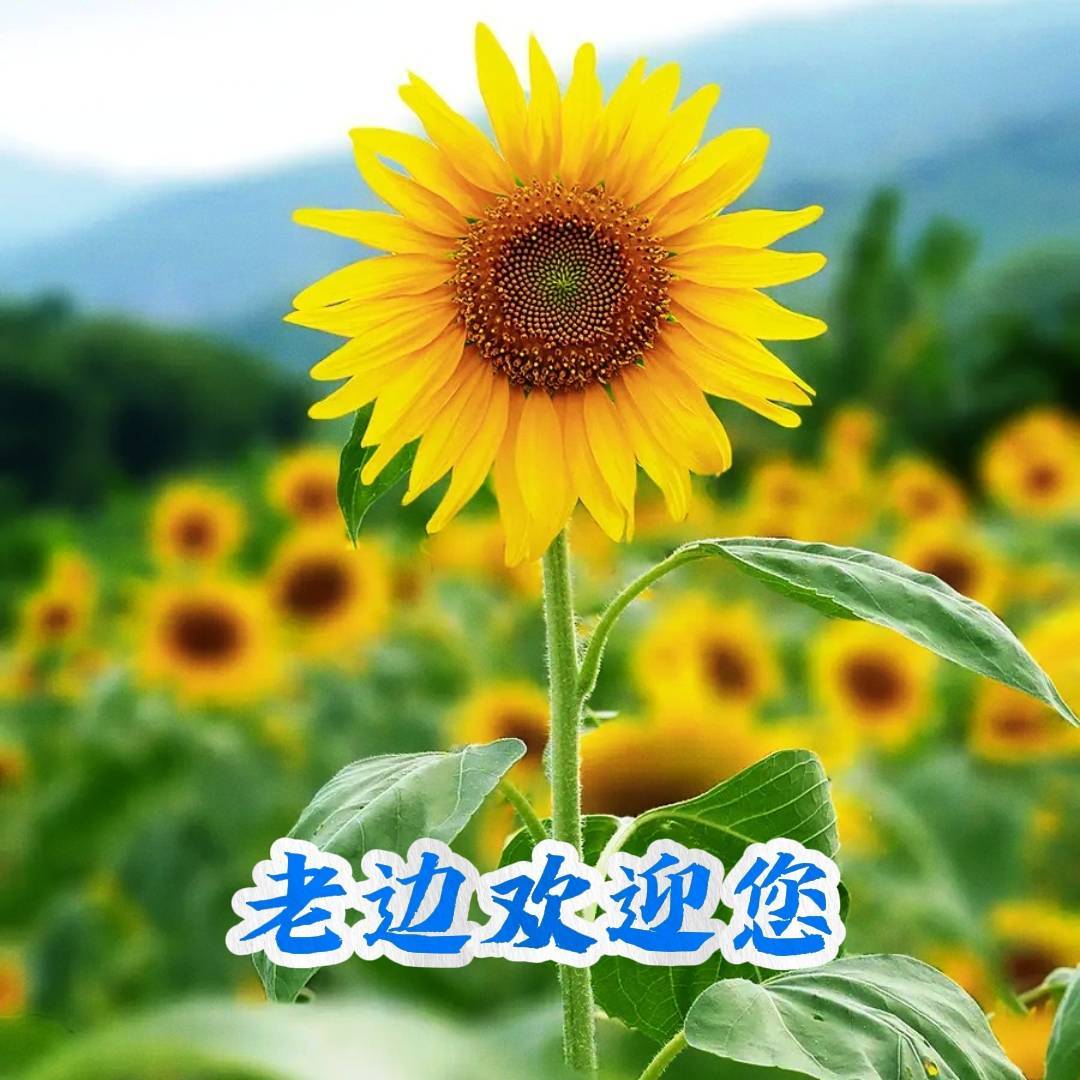 多彩老边