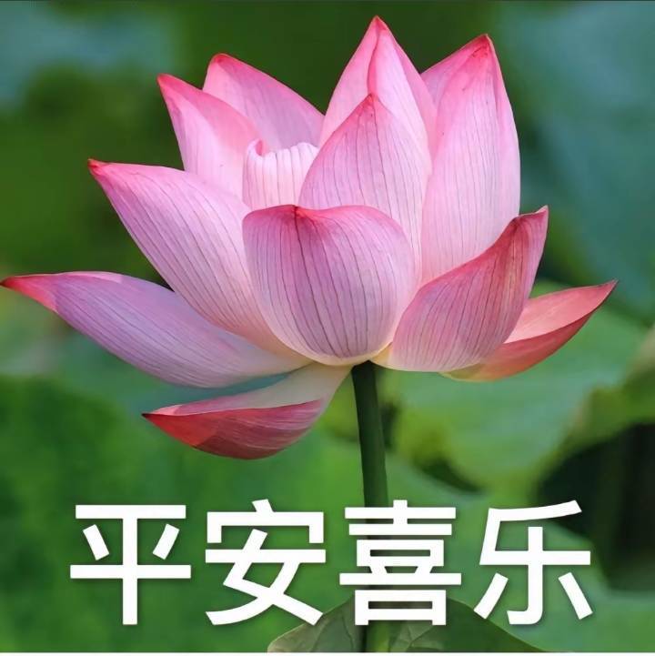 平安喜乐20886021