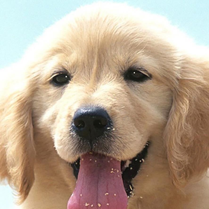 萌宠观察员carry