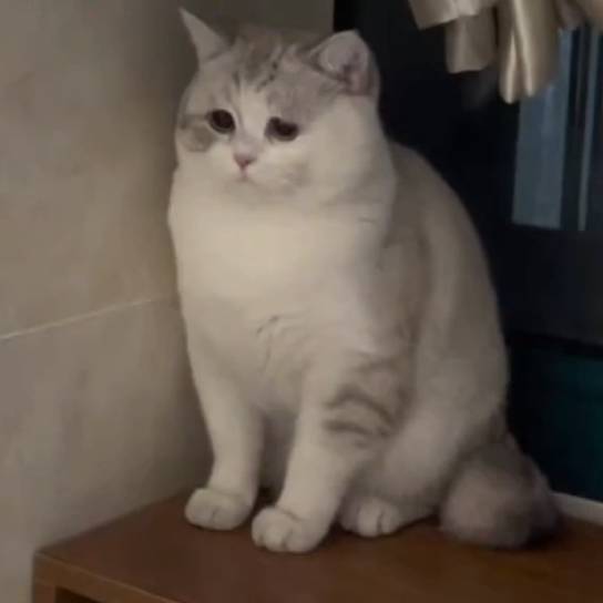 小猫就不爱学习