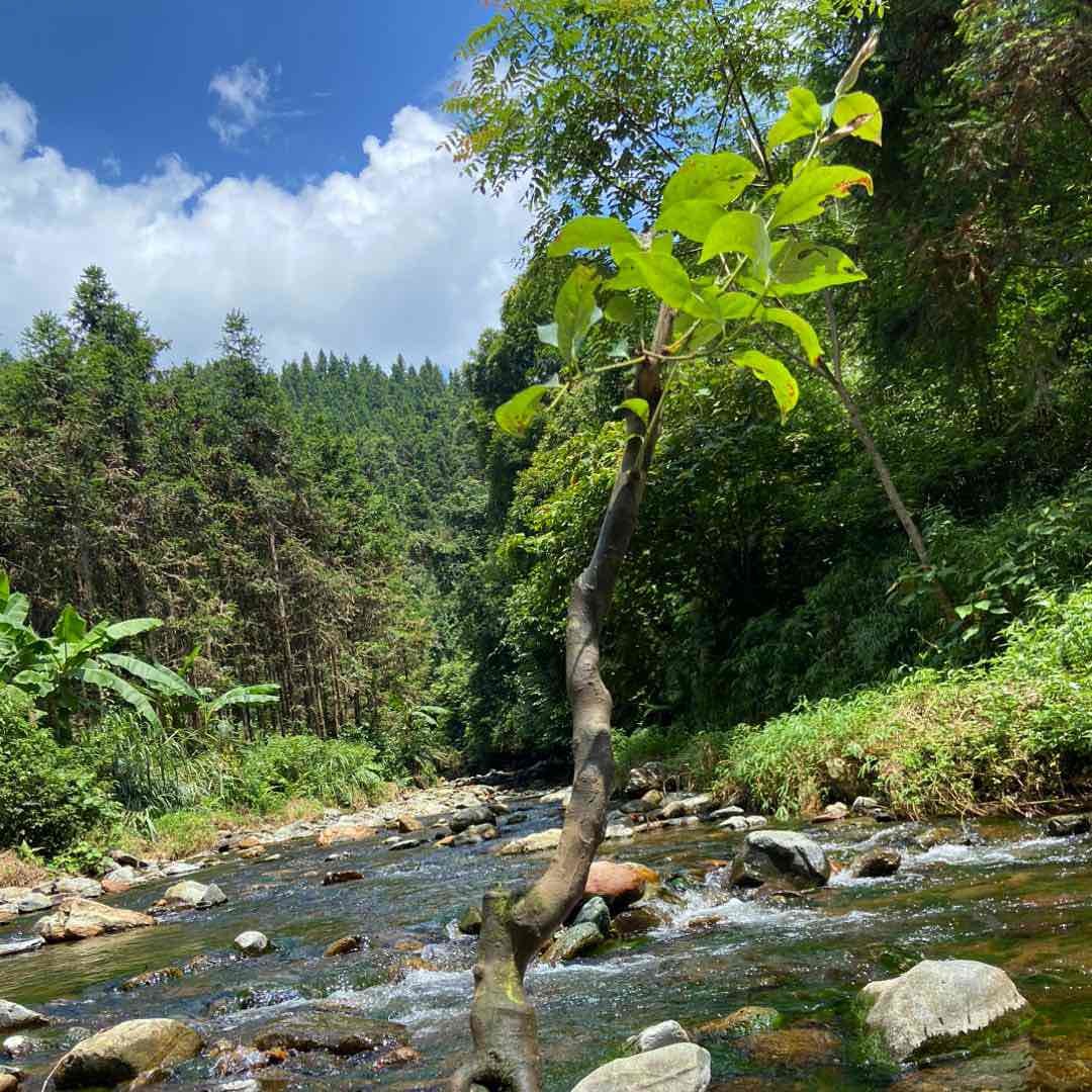 一方深山百草