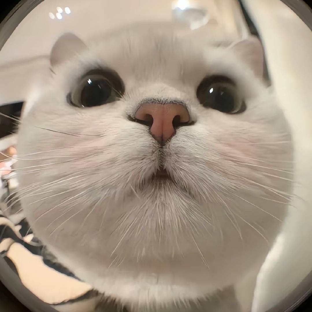 猫meme小短剧-6