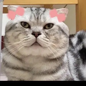 大包子的吃饭日记