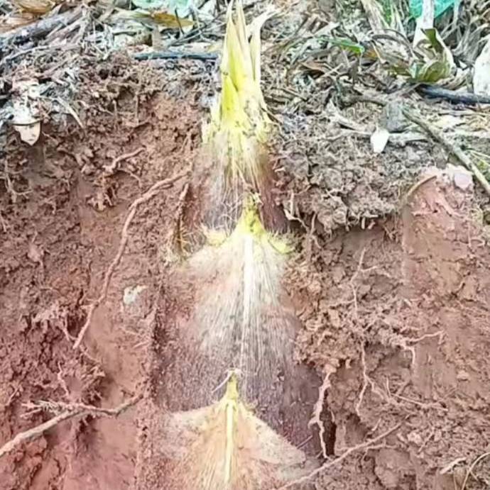 八零后乡村守护人