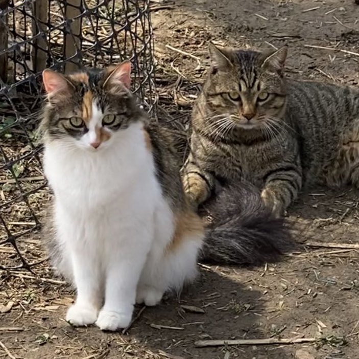 多猫先生李健