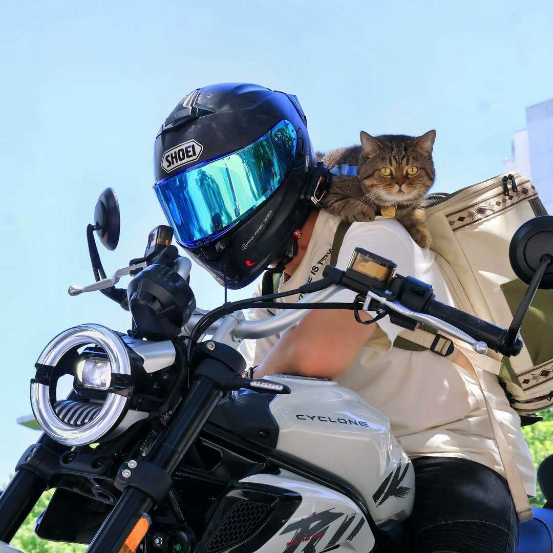 猫哥爱骑车