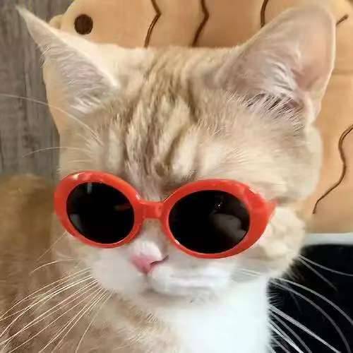是是猫小咪呀呀