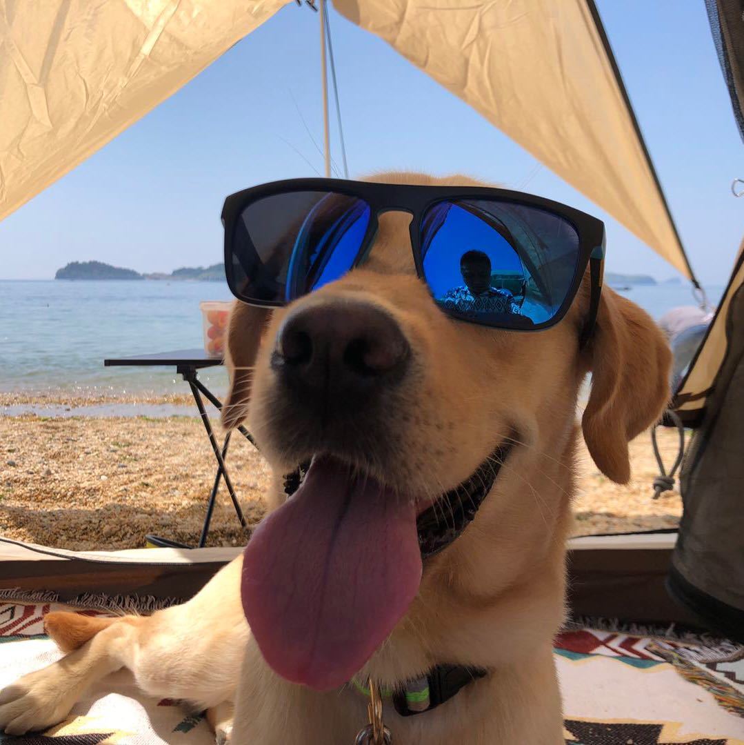 滑板狗康康