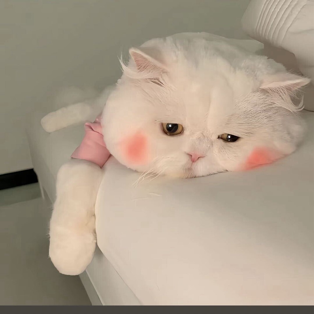 老邓爱养狗