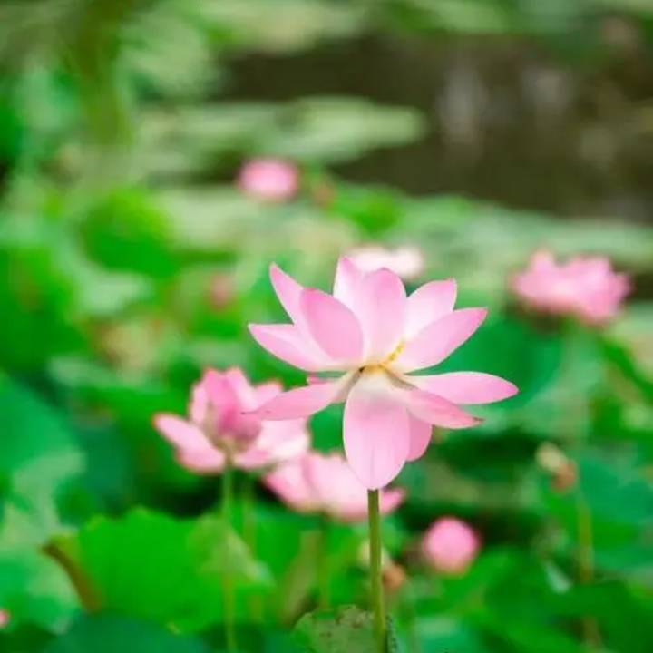 虔玉堂EDU