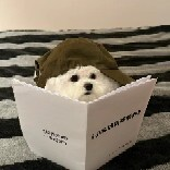 爱上小狗狗