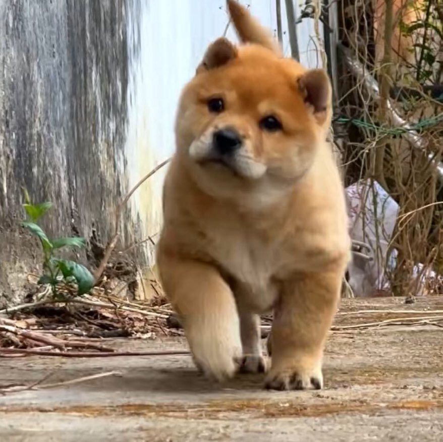 来福是条田园犬