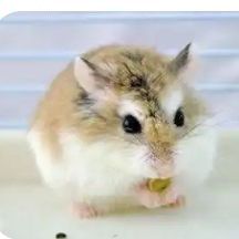 萌物鼠