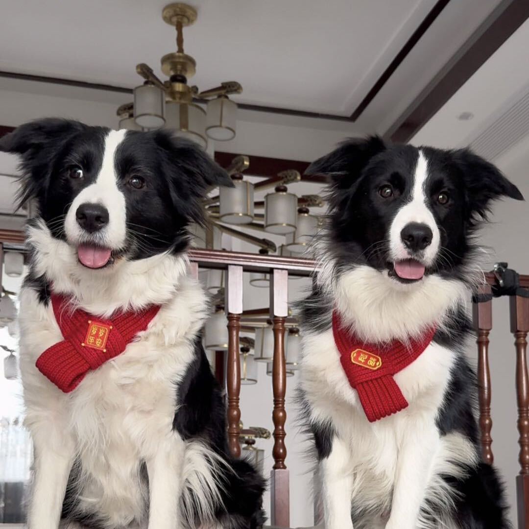 果冻是只小边牧