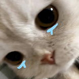 青衿z.