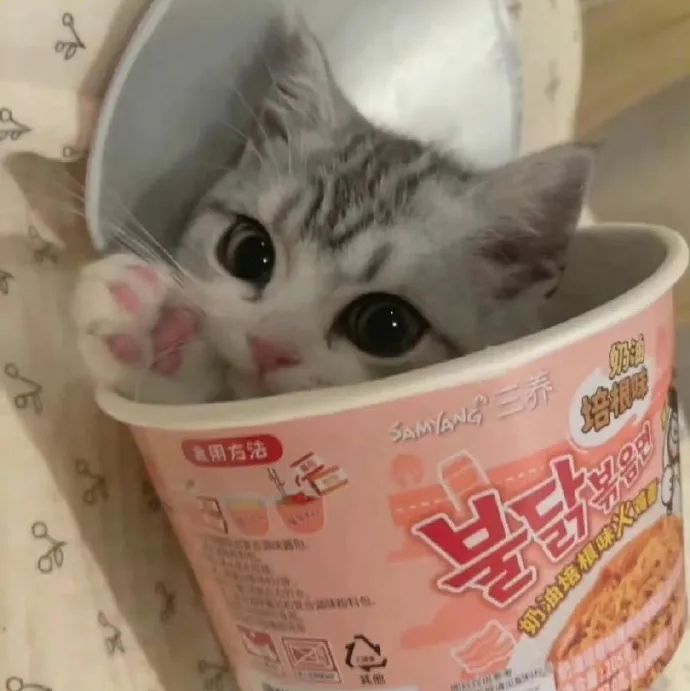 小猫嗲嗲