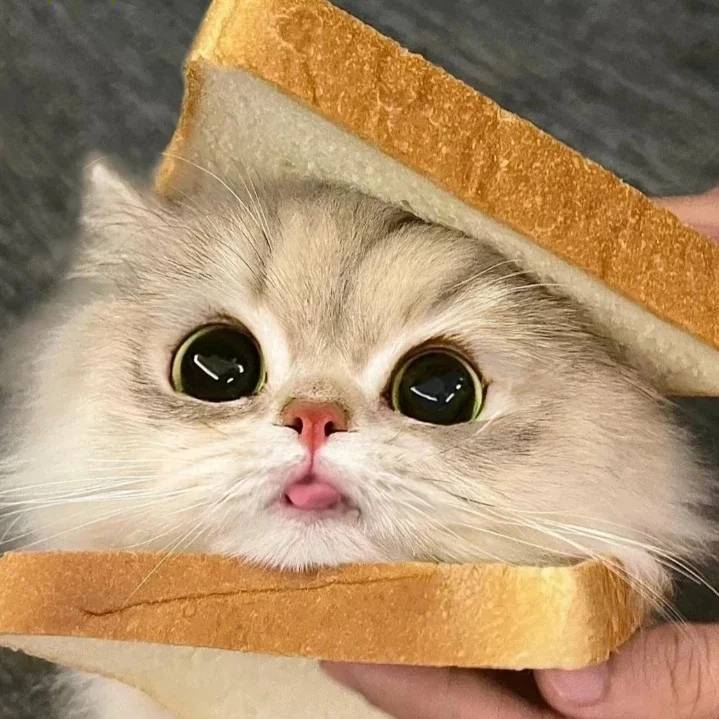 猫meme回忆录9