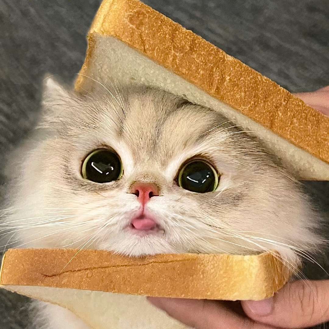 猫meme呱呱