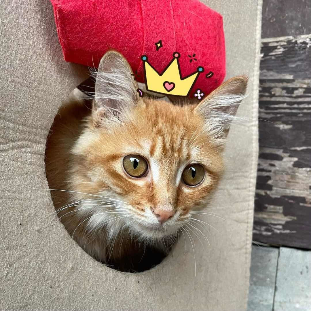 祖庙猫山王