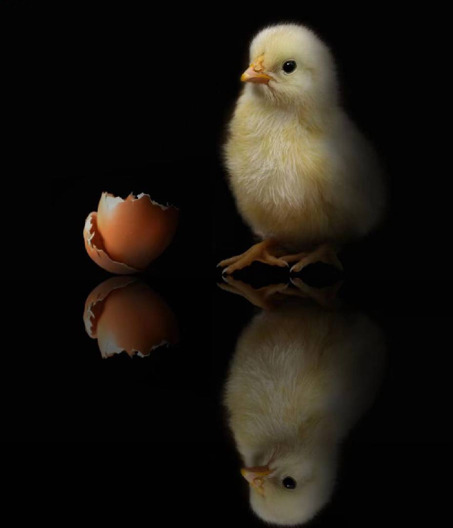 农村养鸡韩老师