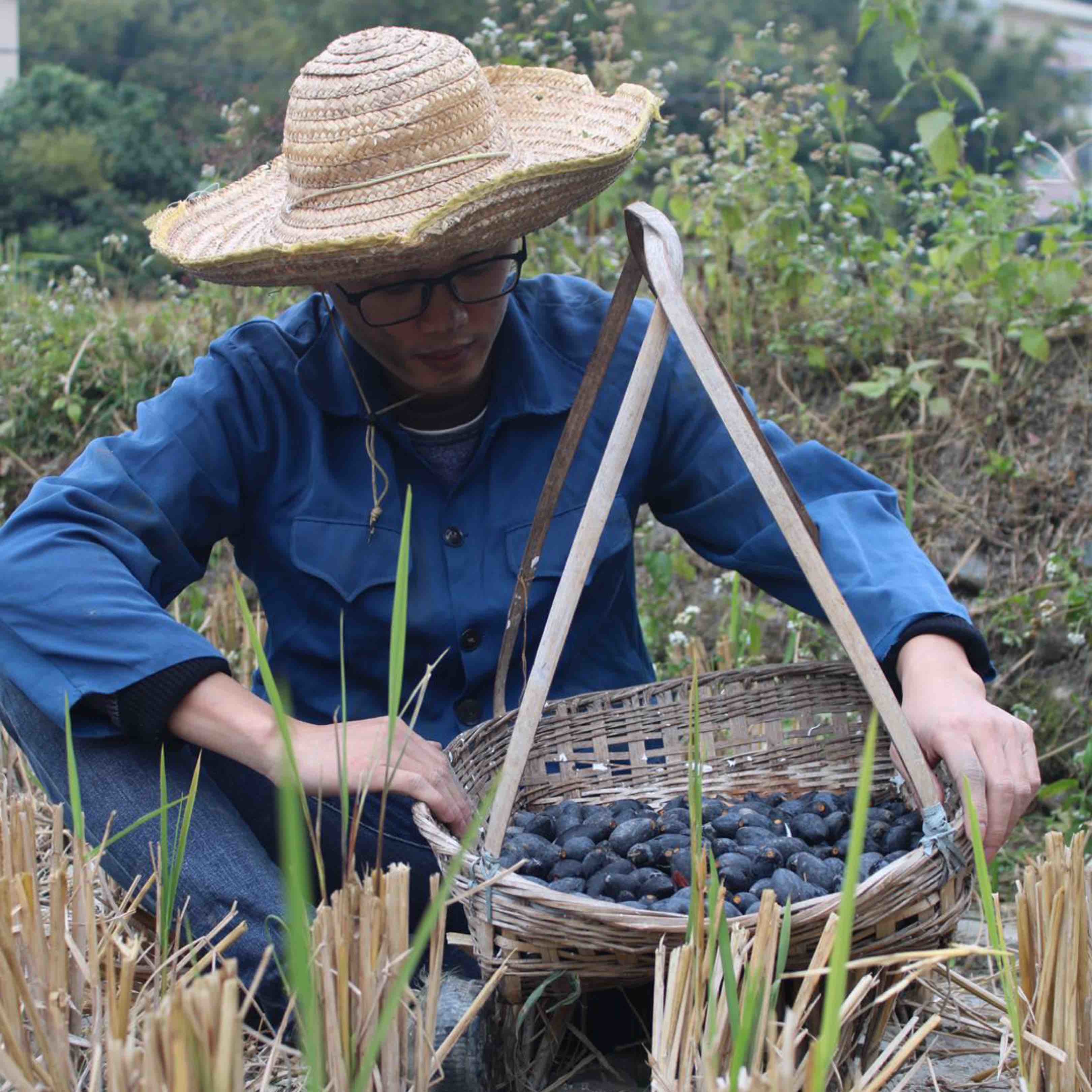 广东橄榄哥-榄角季