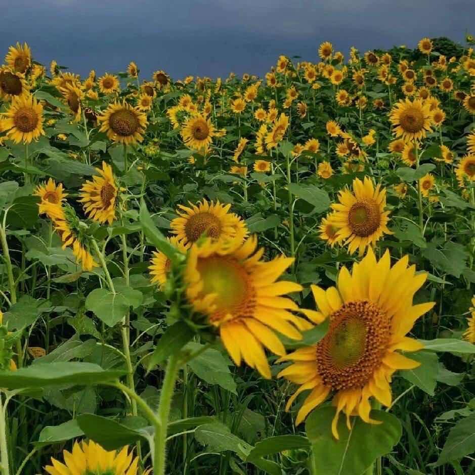 枷锁幕偶