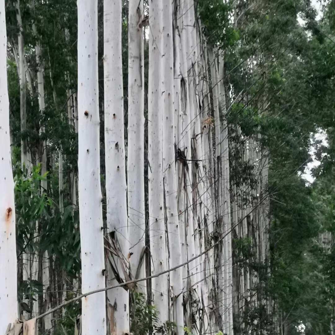 六月的雨七月等