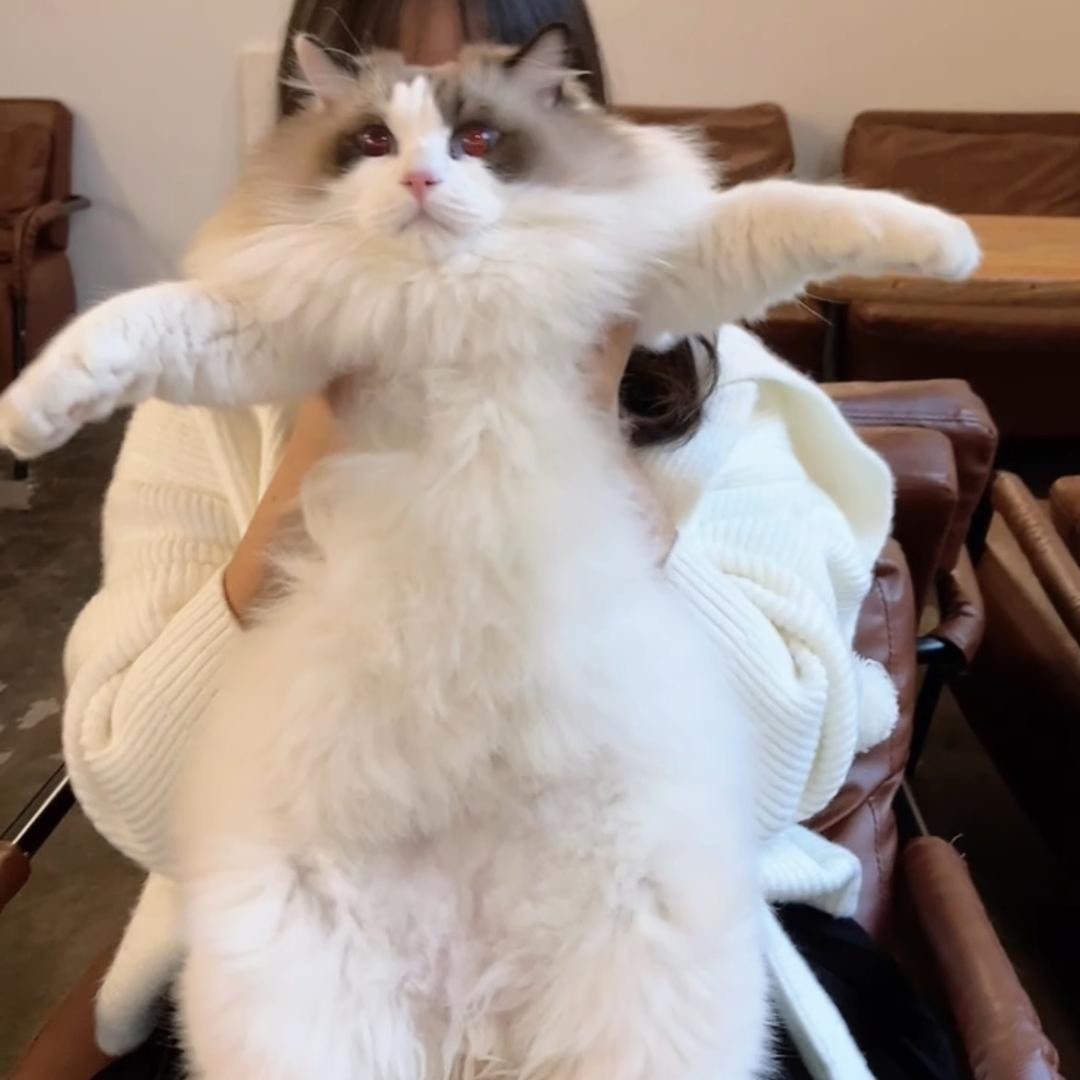 猪咪小布丁丁呀