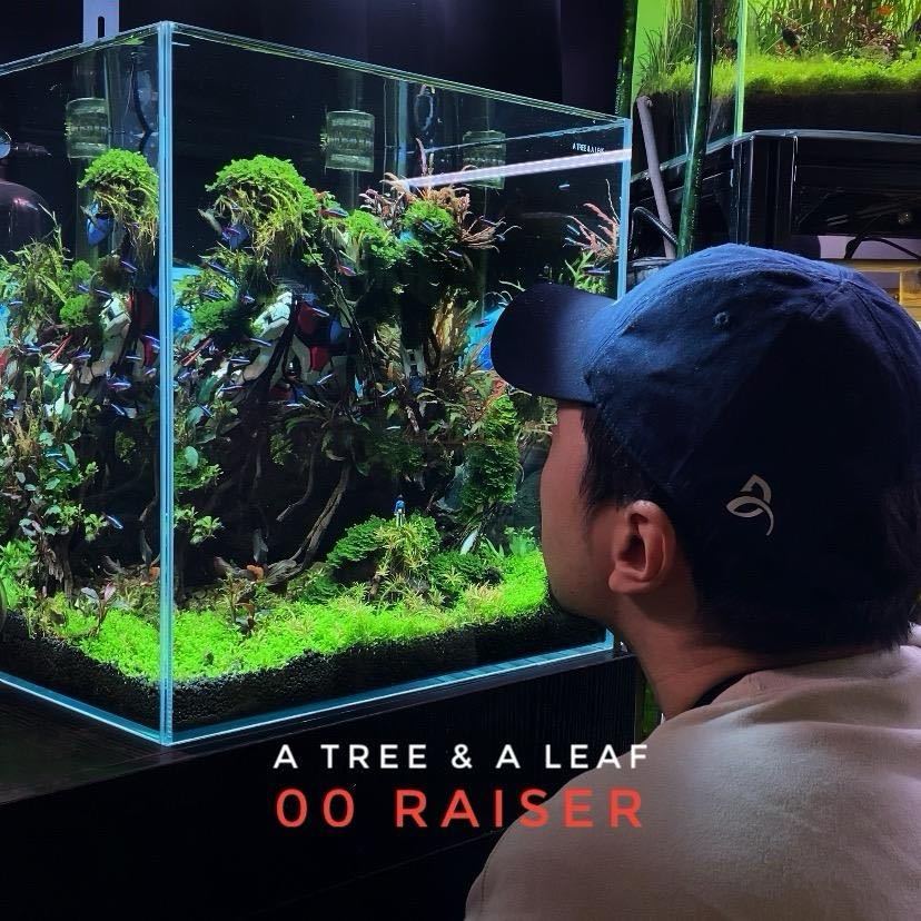 一木一叶造景老李