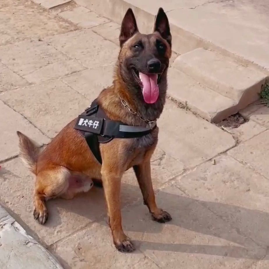 二蛋繁训工作犬