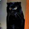 乔乔姐的猫