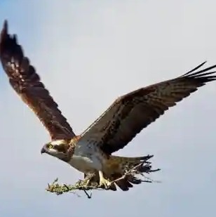 上海臧律13122332231