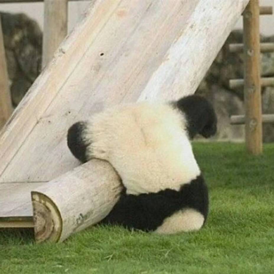 棒呆