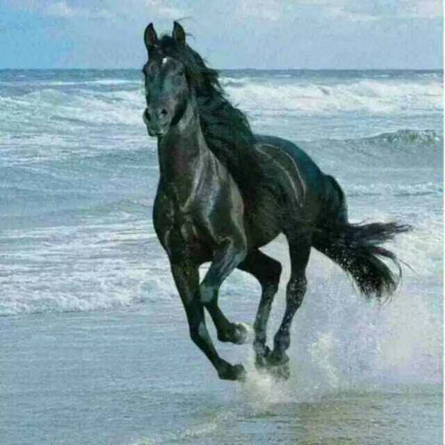 野马