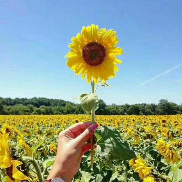 🌻