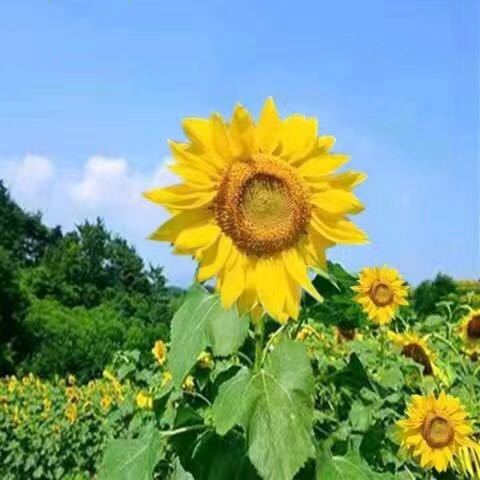 向阳花木易为春