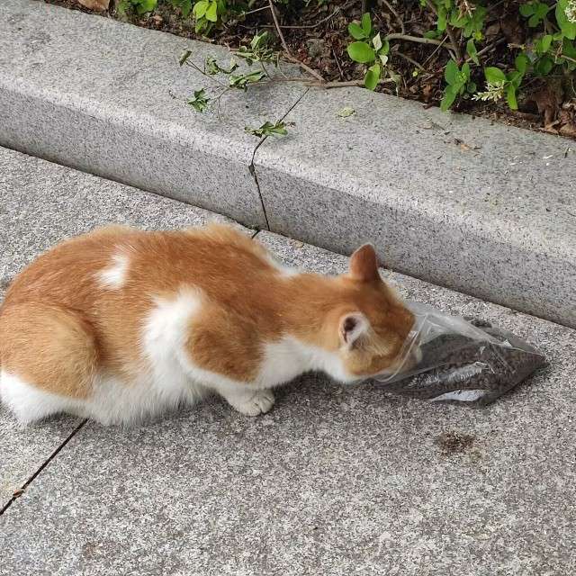 喵喵快看