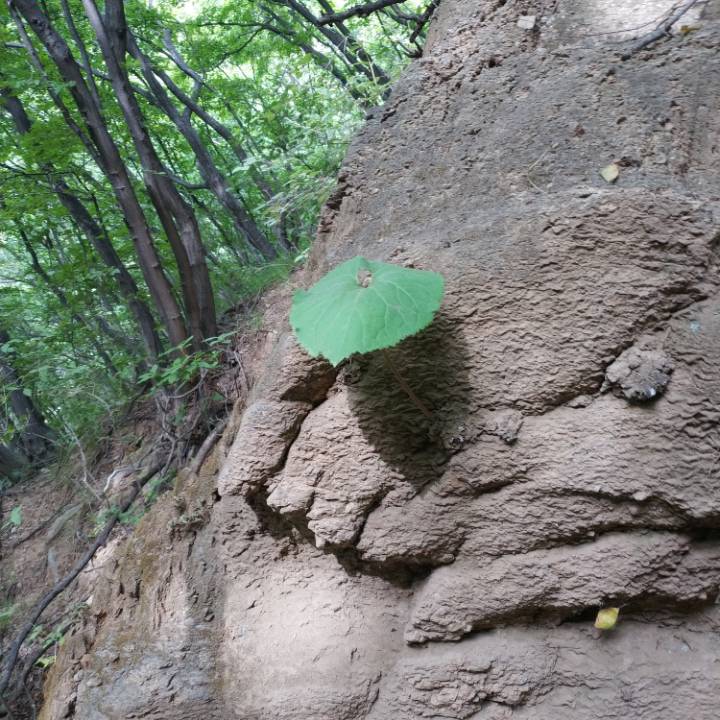 用戶頭像