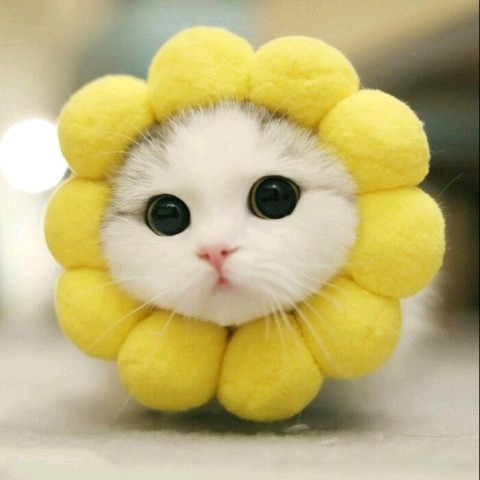 云小猫