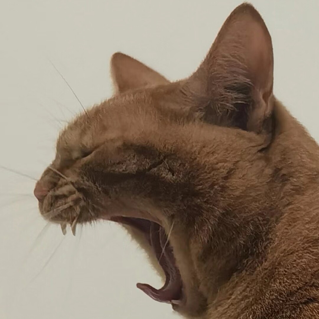　何解优