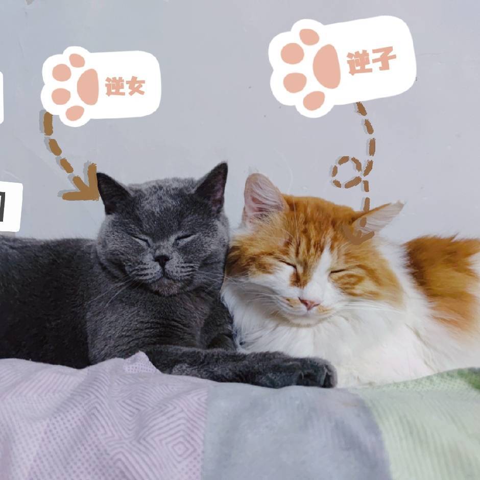 王豆汁