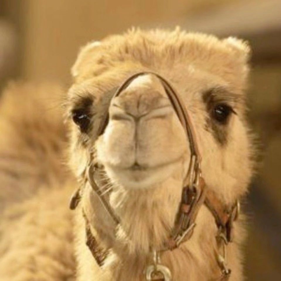 camel