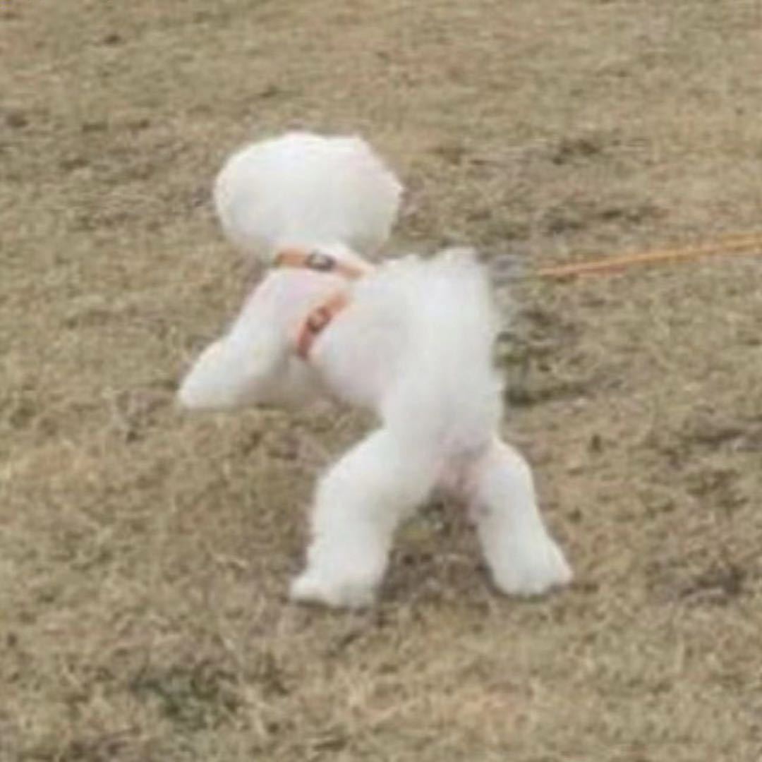 尼加拉瓜的瓜