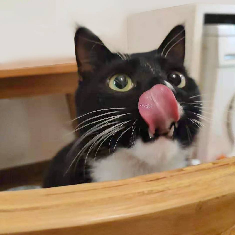 暗恋猫的鱼