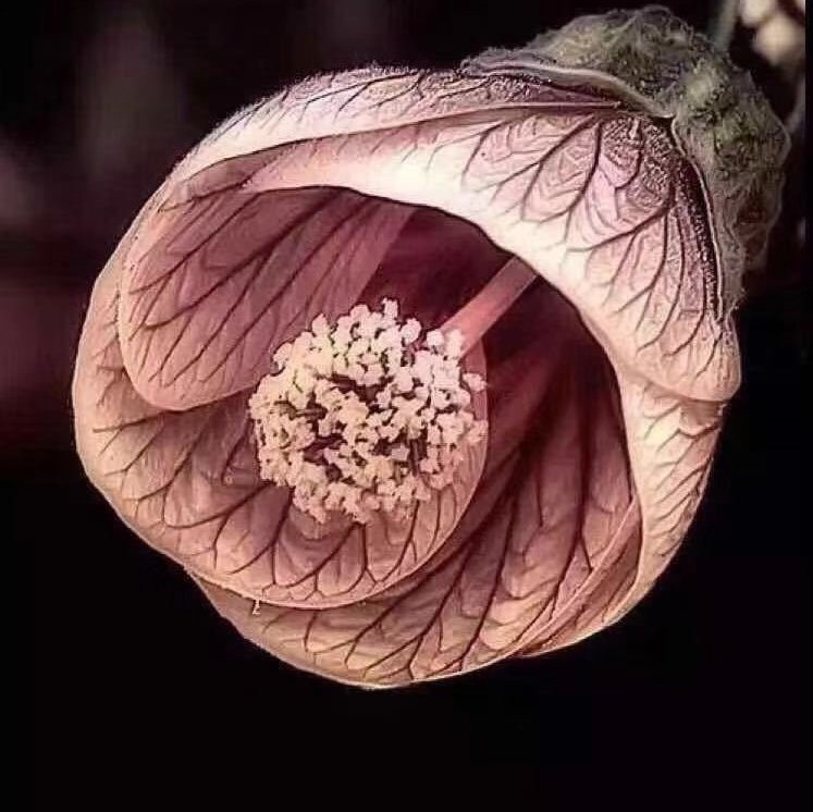 爽