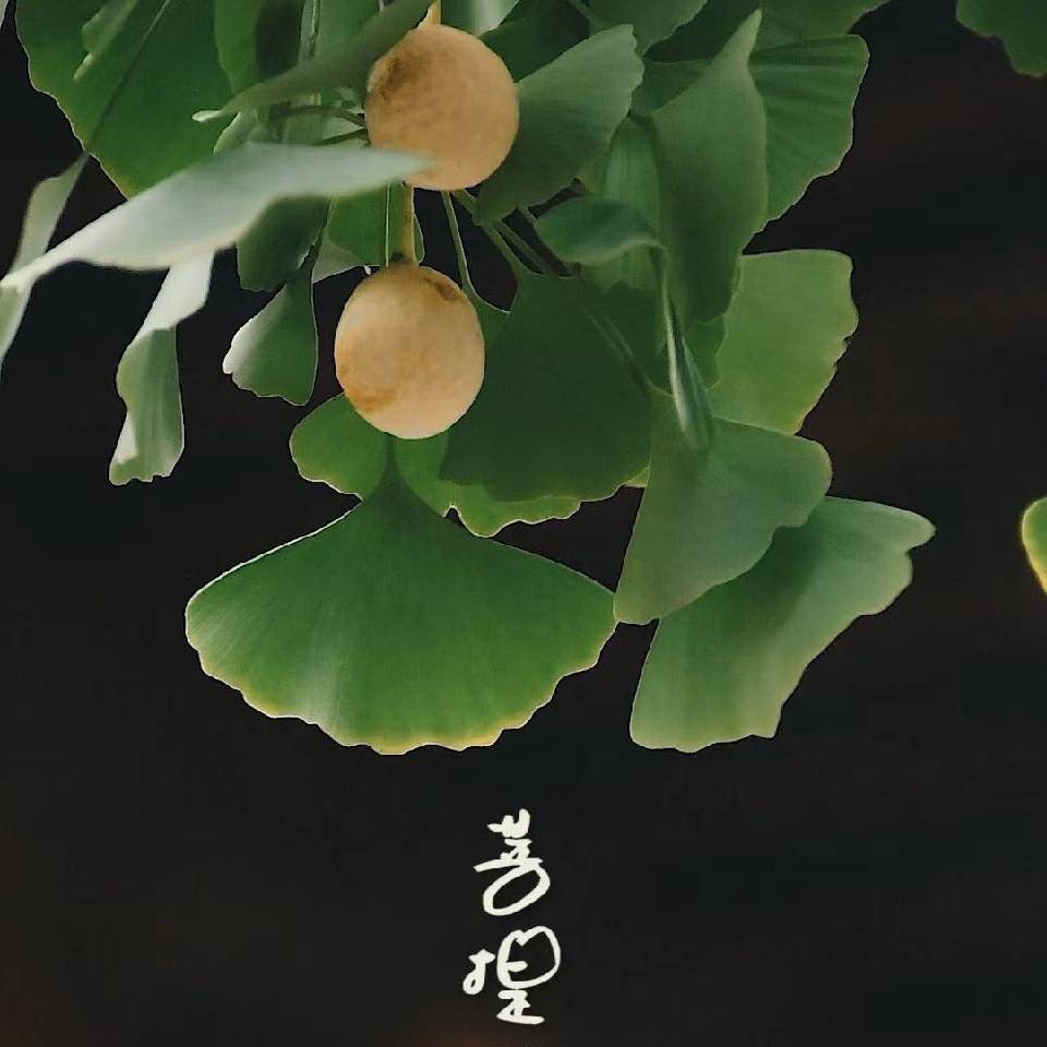 飞哥